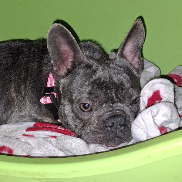 Shamus Cerca Famiglia. Info adozione Monica 3890238584 Foto 7